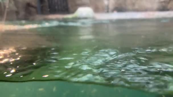 Huge Hippo Swims Underwater Absolutely Calm Confident Hippopotamus Powerful Hippo — Stock Video