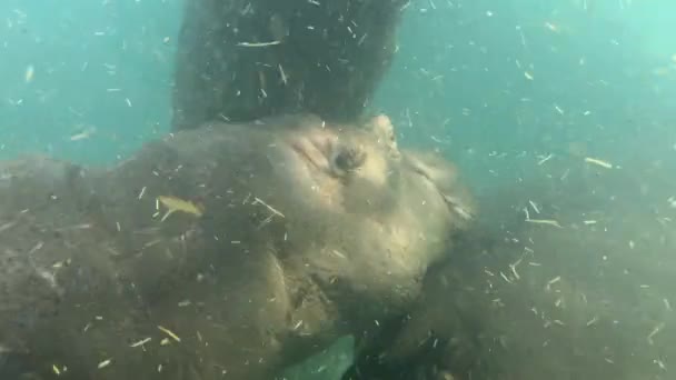 Huge Hippo Swims Underwater Absolutely Calm Confident Hippopotamus Powerful Hippo — Vídeo de Stock