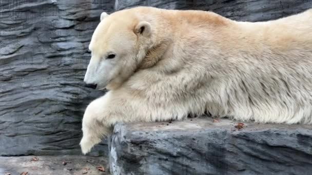 Two Powerful Beautiful Polar Bears Two Friendly Polar Bears Spend — Stockvideo