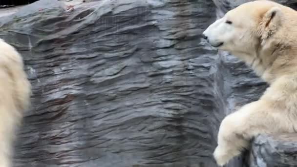 Two Powerful Beautiful Polar Bears Two Friendly Polar Bears Spend — Αρχείο Βίντεο