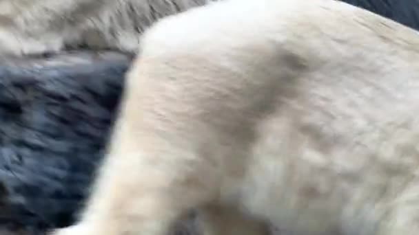 Two Powerful Beautiful Polar Bears Two Friendly Polar Bears Spend — Stockvideo