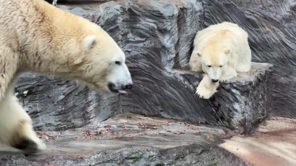 Zwei Mächtige Und Wunderschöne Eisbären Zwei Freundliche Eisbären Verbringen Zeit — Stockvideo