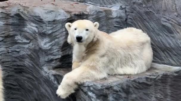 Dwa Potężne Piękne Niedźwiedzie Polarne Dwa Przyjazne Niedźwiedzie Polarne Spędzają — Wideo stockowe