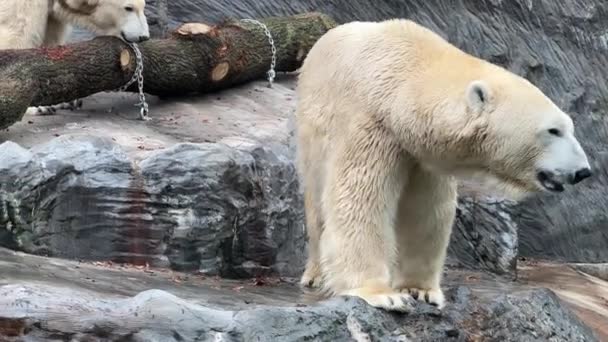 Två Mäktiga Och Vackra Isbjörnar Två Vänliga Isbjörnar Umgås Men — Stockvideo