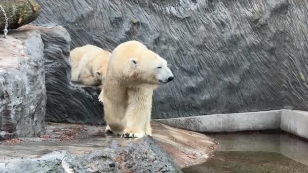Two Powerful Beautiful Polar Bears Two Friendly Polar Bears Spend — Vídeo de Stock