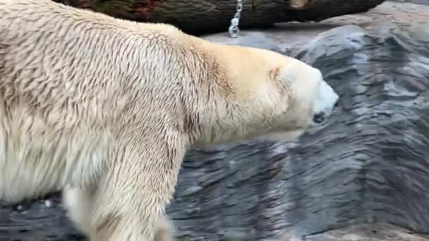 Zwei Mächtige Und Wunderschöne Eisbären Zwei Freundliche Eisbären Verbringen Zeit — Stockvideo