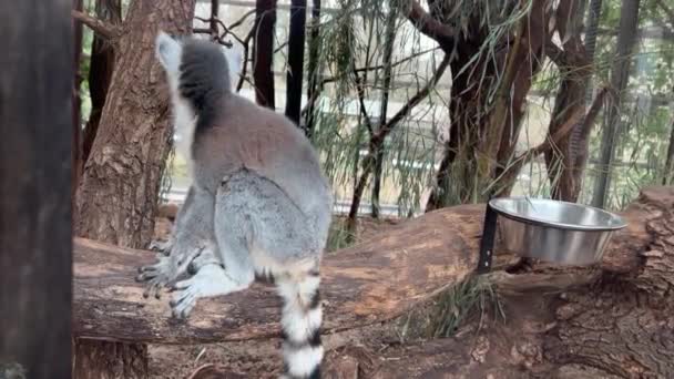 Cute Ring Tailed Lemur Sits Looks — Vídeo de stock