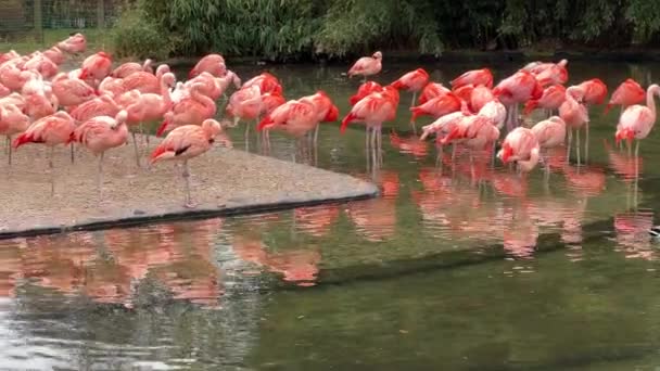 Группа Восхитительно Красивых Розовых Фламинго Мир Животных Запись Склада — стоковое видео