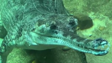 Crocodile swims underwater with open eyes. Crocodile gaze. Stock video footage. 4K.