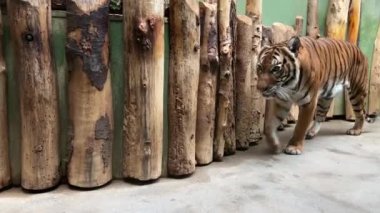 Güçlü bir kaplan yakın çekimi. Bir kaplanın bakışı. Kaplanın gözü. Kaplan profili. Tamamen soğukkanlı ve kendine güvenen. Hayvanlar Dünyası. Video görüntülerini stokla. 4K. 