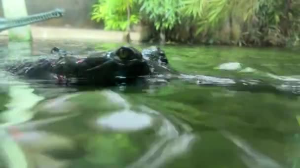 Crocodile Swims Underwater Open Eyes Crocodile Gaze Gharial Swims Open — Vídeo de stock