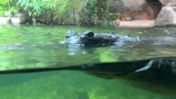 Crocodile Swims Underwater Open Eyes Crocodile Gaze Stock Footage — ストック動画