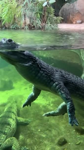 Krokodil Schwimmt Mit Offenen Augen Unter Wasser Krokodilstränen Gharial Schwimmt — Stockvideo