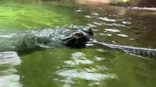 Crocodile Swims Underwater Open Eyes Crocodile Gaze Gharial Swims Open — Vídeo de Stock