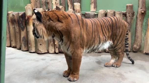 強力な虎のクローズアップ 虎の視線 虎の目 タイガー プロフィール 完全に柔軟性と自信を持っていません 動物界 ストックビデオ映像だ — ストック動画