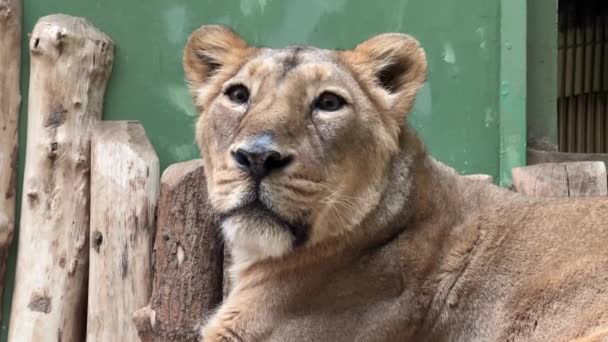 一个强大的母狮特写 母狮的凝视完全不屈不挠和自信 动物世界库存视频镜头 狮身人面像 — 图库视频影像