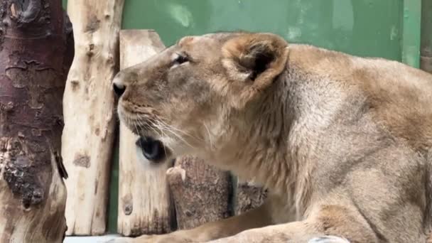 強力なライオンのクローズアップ 雌ライオンのプロフィール ライオンは常に誰かを呼んでいる 動物界 ストックビデオ映像だ — ストック動画