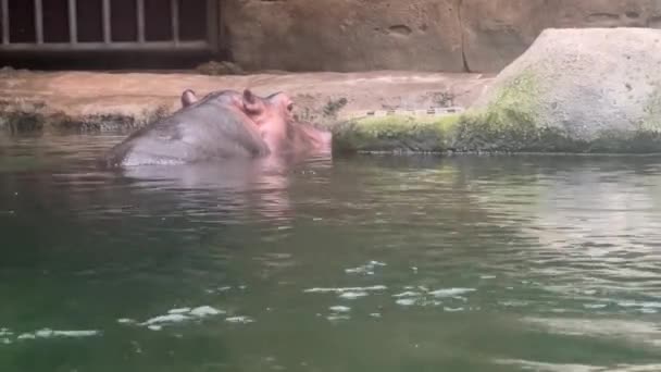 Absolutnie Spokojny Pewny Siebie Hipopotam Potężny Hipopotam Cieszy Się Życiem — Wideo stockowe