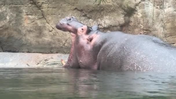 Hipopótamo Abrió Boca Tendida Agua Hipopótamo Poderoso Disfruta Vida Agua — Vídeo de stock