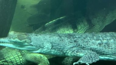 Crocodile swims underwater with open eyes. Crocodile gaze. Gharial swims with open eyes. 4K.