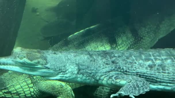 Crocodile Swims Underwater Open Eyes Crocodile Gaze Gharial Swims Open — Stock video