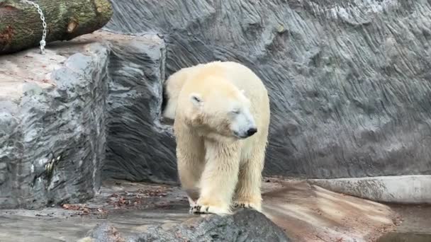 Two Powerful Beautiful Polar Bears Two Friendly Polar Bears Spend — Vídeos de Stock