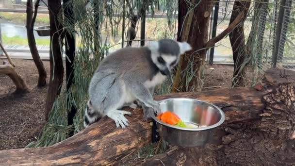 Adorable Cute Ring Tailed Lemur Sits Eats Carrots Great Pleasure — 비디오