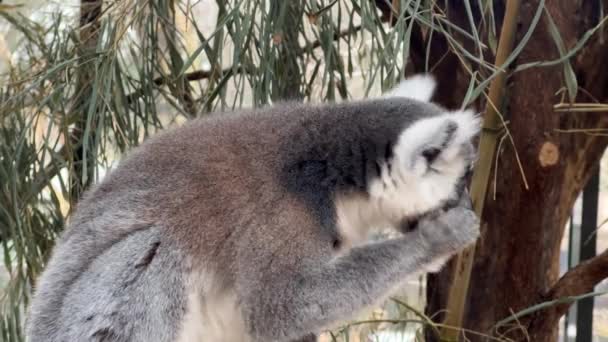 Portrait Cute Ring Tailed Lemur Posing Camera Macro Shot Inspired — Stock Video