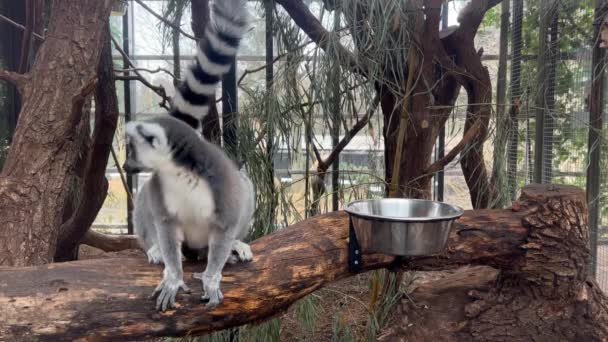 Ring Tailed Lemur Its Tail Sits Poses Camera – Stock-video