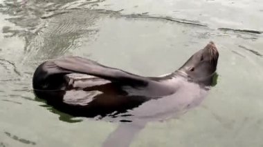 Cape fur seals. The seal swims beautifully in the water. Stock video footage. 4K.