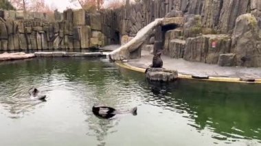 A delightful performance of two seals in the water that could easily be confused with performances at synchronized swimming competitions. Stock video footage. 4K.