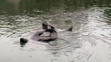 A delightful performance of two seals in the water that could easily be confused with performances at synchronized swimming competitions. Stock video footage. 4K.