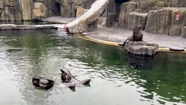 Delightful Performance Two Seals Water Could Easily Confused Performances Synchronized — Stock Video