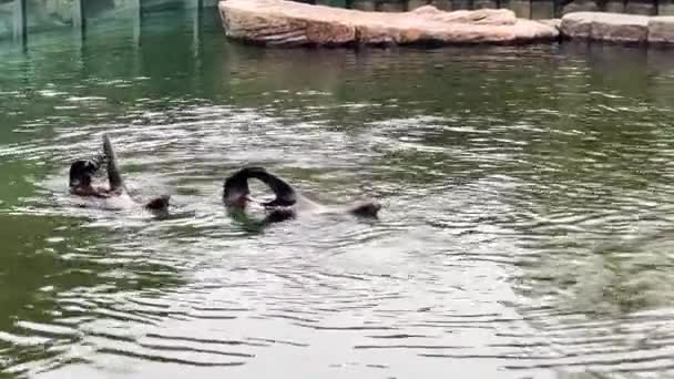 Delightful Performance Two Seals Water Could Easily Confused Performances Synchronized — Stock video