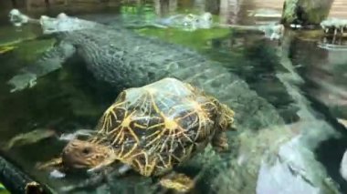 Lucky turtle between crocodiles. A beautiful turtle was in the right place at the right time surrounded by crocodiles. Stock video footage. 4K.
