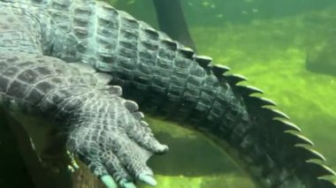The huge and powerful tail of a crocodile in the water. Stock video footage. 4K.
