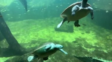 Good-natured and friendly turtles swim beautifully underwater and enjoy life. Scuba diving performed by turtles. Stock video footage. 4K.