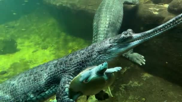 Счастливая Черепаха Между Крокодилами Красивая Черепаха Оказалась Нужном Месте Нужное — стоковое видео