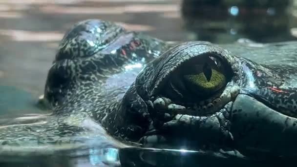Macro Shot Crocodile Head Open Green Eye Gaze Crocodile — Stock Video