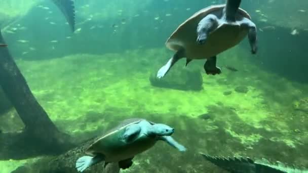 Natursköna Och Vänliga Sköldpaddor Simmar Vackert Vattnet Och Njuter Livet — Stockvideo