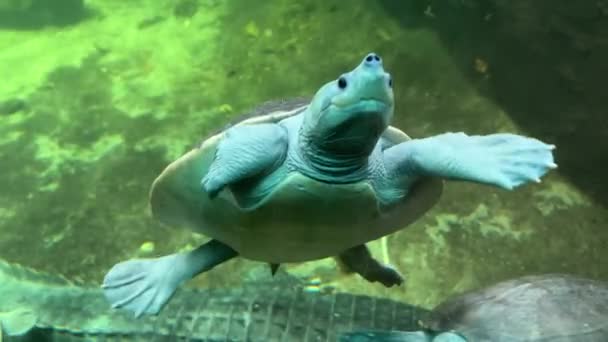 Gutmütige Und Freundliche Schildkröten Schwimmen Wunderschön Unter Wasser Und Genießen — Stockvideo