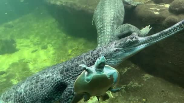 Glückliche Schildkröte Zwischen Krokodilen Eine Schöne Schildkröte War Zur Richtigen — Stockvideo