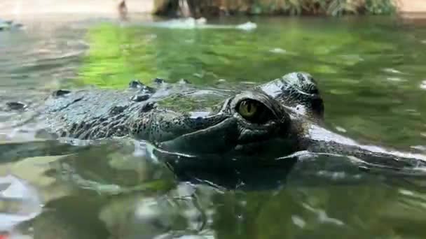 Nahaufnahme Eines Krokodilauges Erstaunlich Schöne Grüne Augen Krokodile Schwimmen Mit — Stockvideo