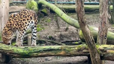 Güçlü bir leopar gergin bir şekilde yürüyor ve yiyecek bir şeyler arıyor. Video görüntülerini stokla. 4K.