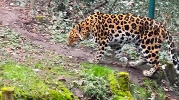 Leopardo Poderoso Caminha Nervosamente Procura Algo Para Comer Imagens Vídeo — Vídeo de Stock