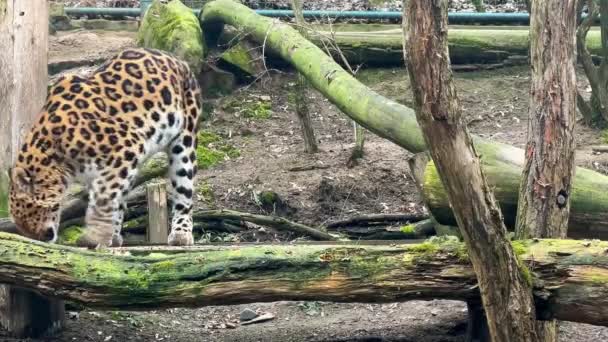 Потужний Леопард Нервово Ходить Шукає Щось Попоїсти Стокові Відеозаписи Кілометровий — стокове відео