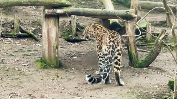 Leoparden Visar Hur Han Kissar Allt Som Naturligt Inte Fult — Stockvideo