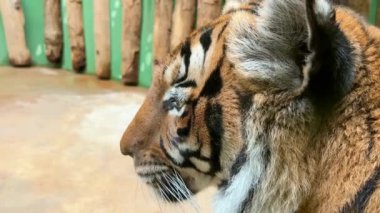 Macro close-up of the tiger face in profile. Tiger head and face close-up macro. Stock video footage. 4K.
