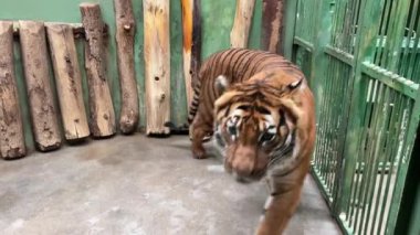 A powerful tiger close-up. The gaze of a tiger. Eye of the tiger. Stock video clip. 4K.