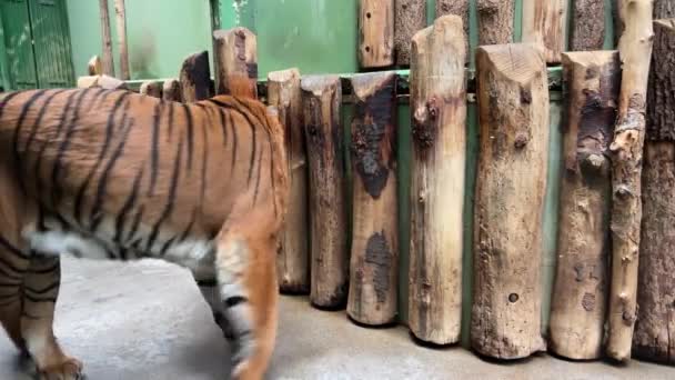 Kraftfull Tiger Närbild Tigers Blick Tigerns Öga Videoklipp — Stockvideo
